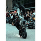 PREMIUM TAIL SCRAPER - Thebrapshop